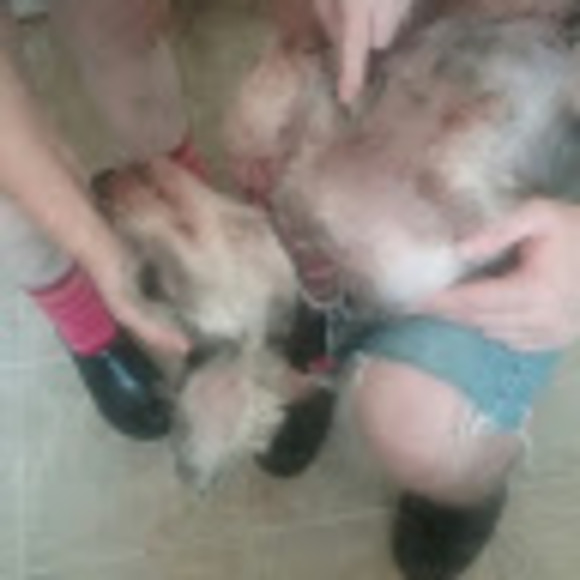 Meet your Posher, Abby - Picture 1 of 1